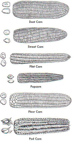 types of field corn varieties.